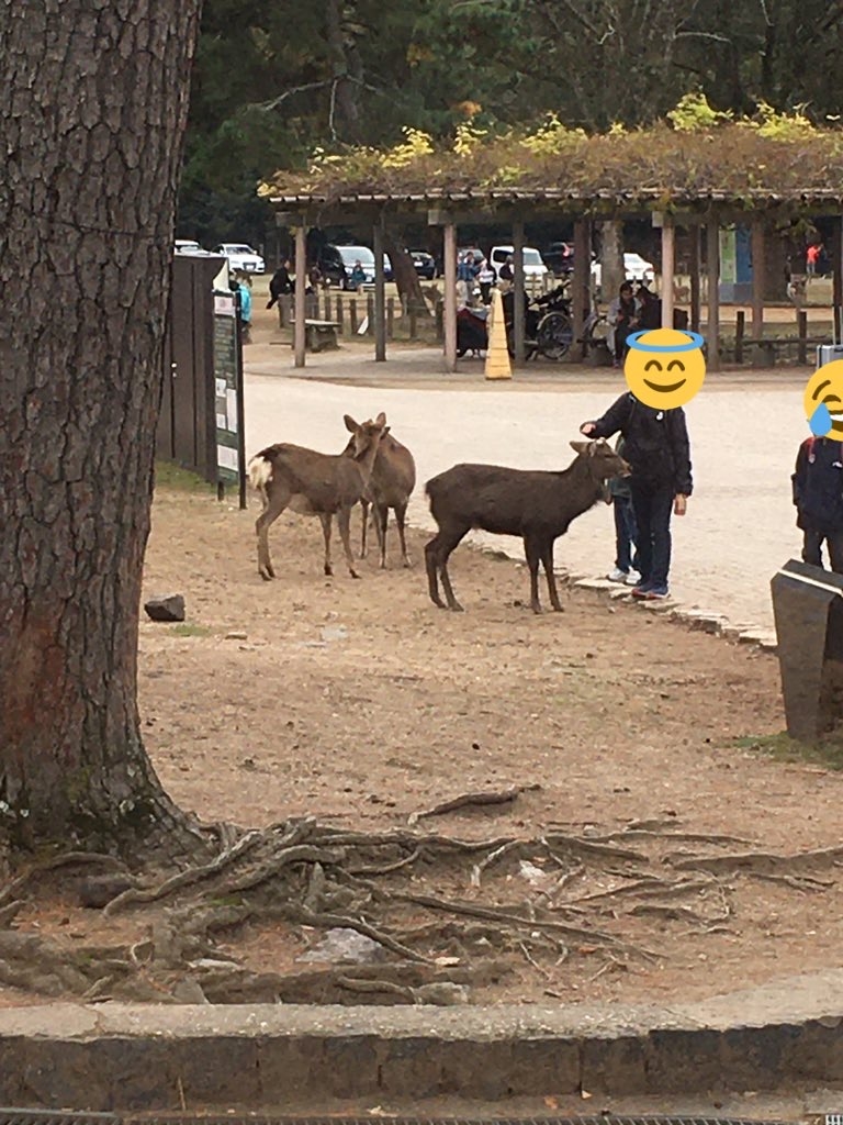 奈良公園